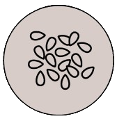Sesamo